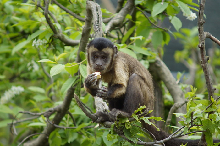 Zagreb, 080412.
U Zooloskom vrtu grada Zagreba neke od zivotinja tradicionalno su bile pocascene uskrsnim jajima. U sarenim pisanicama uzivali su lemuri, smedji kapucini, nosati rakuni, grivasti vukovi i ogrlicaste pekarije.
Na fotografiji: Smedji kapucin Zagreb, 080412.
U Zooloskom vrtu grada Zagreba neke od zivotinja tradicionalno su bile pocascene uskrsnim jajima. U sarenim pisanicama uzivali su lemuri, smedji kapucini, nosati rakuni, grivasti vukovi i ogrlicaste pekarije.
Na fotografiji: Smedji kapucin