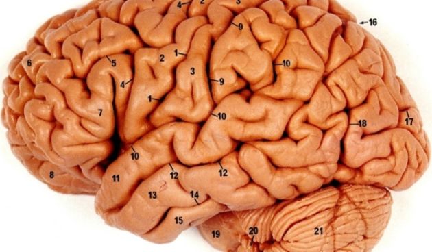 Mozak (foto: www.ipmc.cnrs.fr)