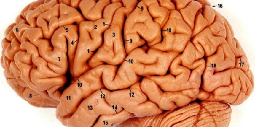 Mozak (foto: www.ipmc.cnrs.fr) Mozak (foto: www.ipmc.cnrs.fr)