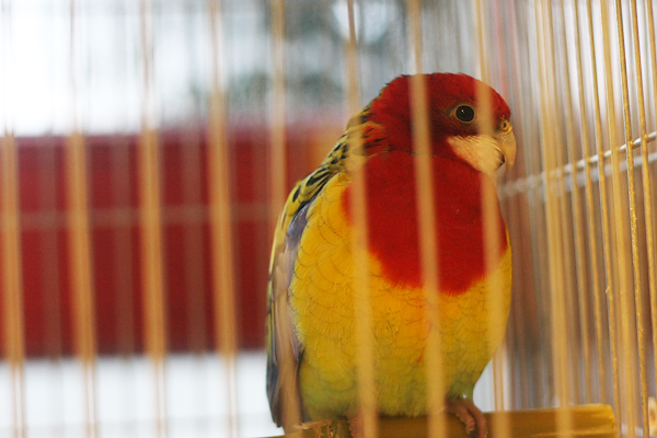 Ornitološko prvenstvo Hrvatske u hotelu Zadar (foto:Saša Čuka)