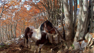 Đir do Zavižana, sjeverni Velebit, foto: Leo Banić