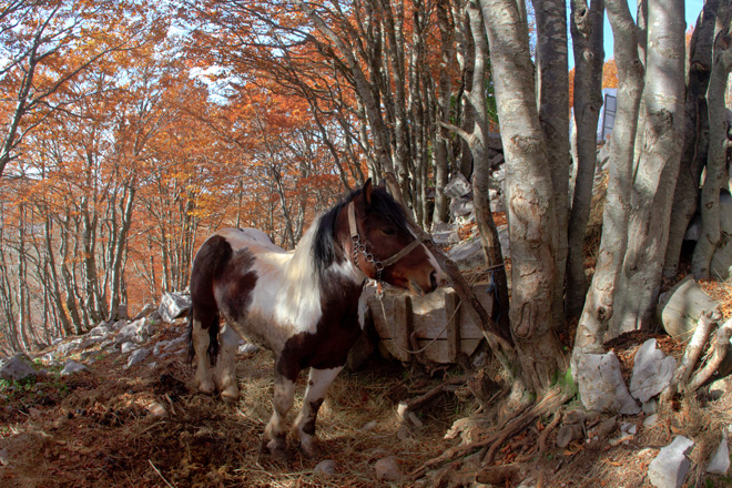 Đir do Zavižana, sjeverni Velebit, foto: Leo Banić