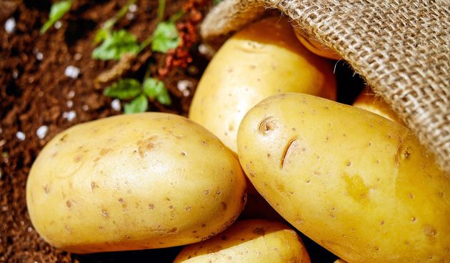 Kada se bere krumpir: pravo vrijeme za berbu krumpira