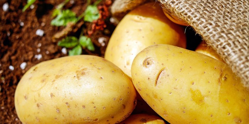 Kada se bere krumpir: pravo vrijeme za berbu krumpira