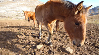 Divlji konji, foto: Leo Banić