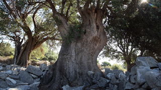 Pag, Lun, 221012.
Berba maslina u lunskom masliniku koji se nalazi kod mjesta Lun na otoku Pagu. Omedjen je suhozidima, prostire se na 400 hektara i sadrzi oko 80.000 stabala maslina. Najveci je maslinik u Hrvatskoj. U Lunskom masliniku rastu brojne jedin Pag, Lun, 221012.
Berba maslina u lunskom masliniku koji se nalazi kod mjesta Lun na otoku Pagu. Omedjen je suhozidima, prostire se na 400 hektara i sadrzi oko 80.000 stabala maslina. Najveci je maslinik u Hrvatskoj. U Lunskom masliniku rastu brojne jedin