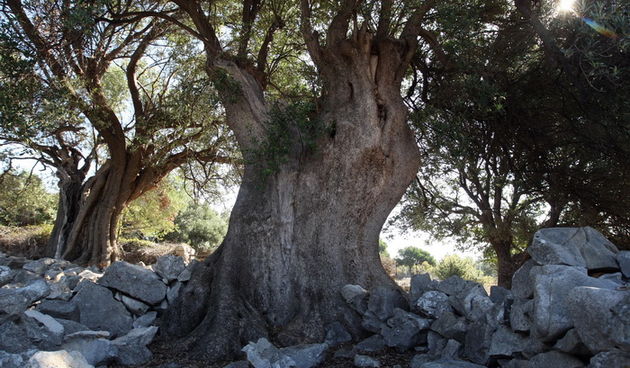 Pag, Lun, 221012.
Berba maslina u lunskom masliniku koji se nalazi kod mjesta Lun na otoku Pagu. Omedjen je suhozidima, prostire se na 400 hektara i sadrzi oko 80.000 stabala maslina. Najveci je maslinik u Hrvatskoj. U Lunskom masliniku rastu brojne jedin