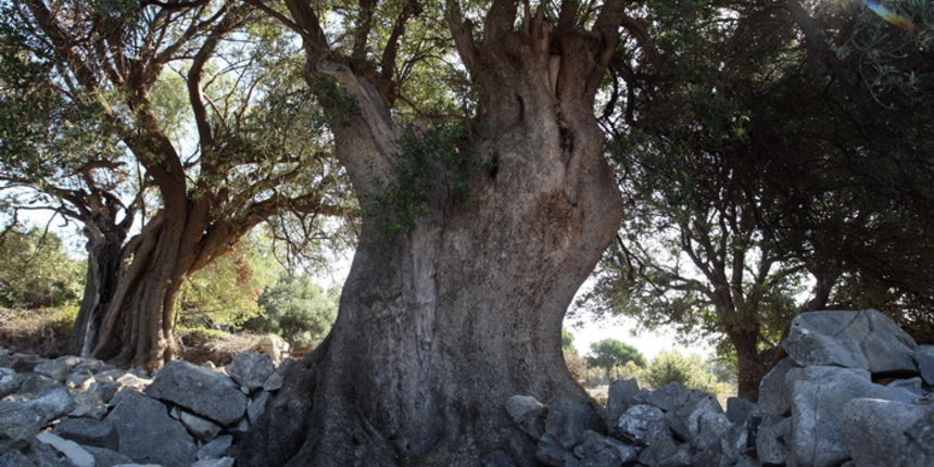 Pag, Lun, 221012.
Berba maslina u lunskom masliniku koji se nalazi kod mjesta Lun na otoku Pagu. Omedjen je suhozidima, prostire se na 400 hektara i sadrzi oko 80.000 stabala maslina. Najveci je maslinik u Hrvatskoj. U Lunskom masliniku rastu brojne jedin
