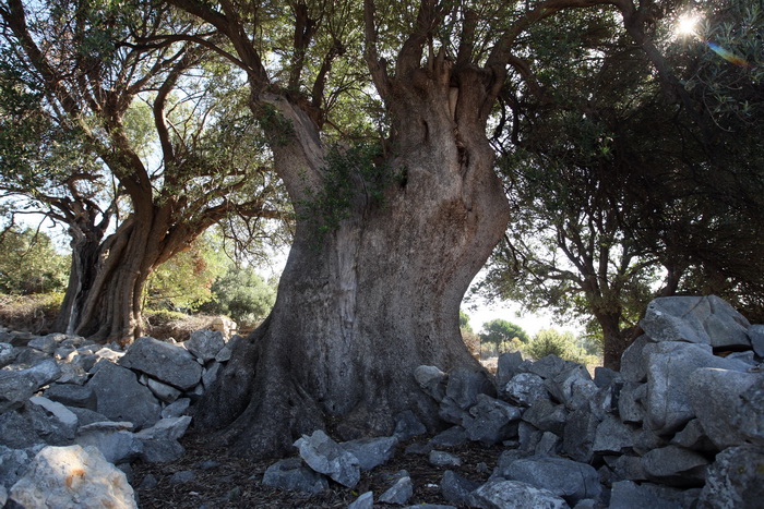 Pag, Lun, 221012.
Berba maslina u lunskom masliniku koji se nalazi kod mjesta Lun na otoku Pagu. Omedjen je suhozidima, prostire se na 400 hektara i sadrzi oko 80.000 stabala maslina. Najveci je maslinik u Hrvatskoj. U Lunskom masliniku rastu brojne jedin Pag, Lun, 221012.
Berba maslina u lunskom masliniku koji se nalazi kod mjesta Lun na otoku Pagu. Omedjen je suhozidima, prostire se na 400 hektara i sadrzi oko 80.000 stabala maslina. Najveci je maslinik u Hrvatskoj. U Lunskom masliniku rastu brojne jedin