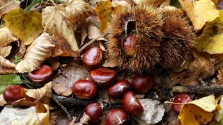 Pitomi kesten (Castanea sativa) jedan je od najprepoznatljivijih plodova jeseni. Photo: Borna Filić/PIXSELL Pitomi kesten (Castanea sativa) jedan je od najprepoznatljivijih plodova jeseni. Photo: Borna Filić/PIXSELL
