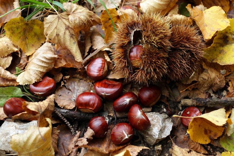Pitomi kesten (Castanea sativa) jedan je od najprepoznatljivijih plodova jeseni. Photo: Borna Filić/PIXSELL Pitomi kesten (Castanea sativa) jedan je od najprepoznatljivijih plodova jeseni. Photo: Borna Filić/PIXSELL