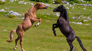 Divlji konji Velebita, foto: Leo Banic