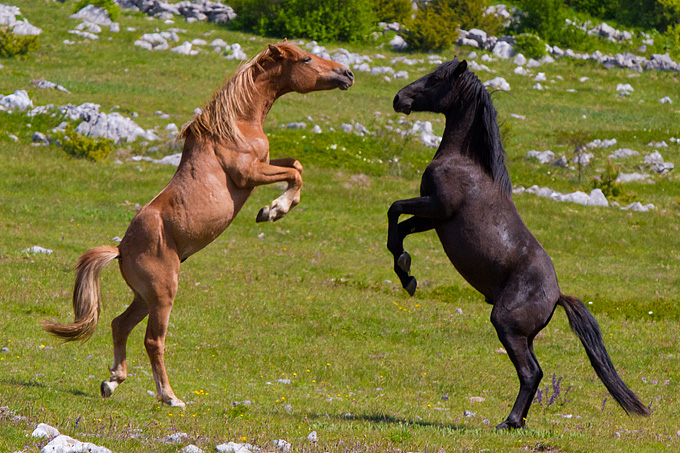 Divlji konji Velebita, foto: Leo Banic