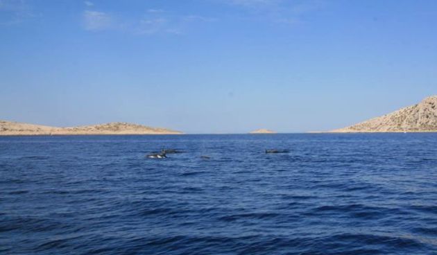 Obitelj dupina uočena je kod Kornata,  Foto: Facebook/Plavi svijet