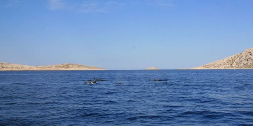 Obitelj dupina uočena je kod Kornata, Foto: Facebook/Plavi svijet Obitelj dupina uočena je kod Kornata, Foto: Facebook/Plavi svijet