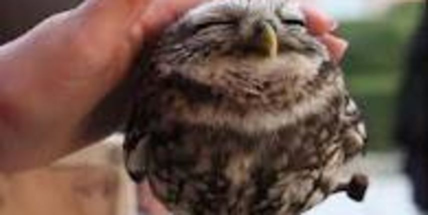 Sova, sove Sova, sove