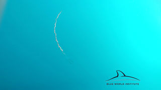 Razigrani dupini na Kornatima i kod Dugog otoka