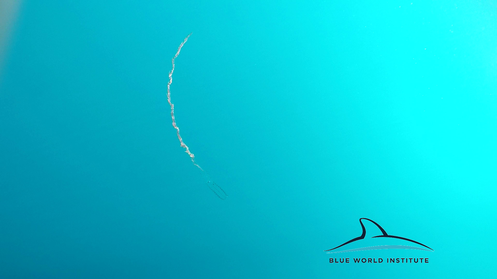 Razigrani dupini na Kornatima i kod Dugog otoka