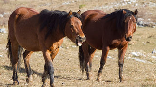 Velebitski divlji konji, Foto: Leo Banić