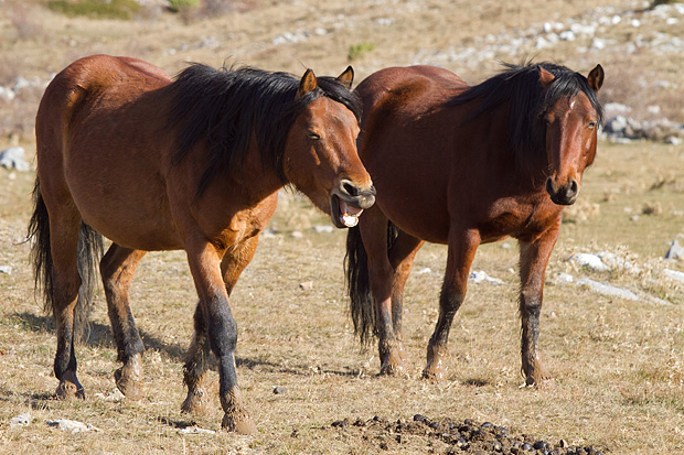 Velebitski divlji konji, Foto: Leo Banić