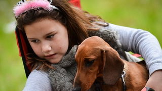 16. Međunarodna izložba pasa CACIB Zadar – Prvak prvaka 2016. 16. Međunarodna izložba pasa CACIB Zadar – Prvak prvaka 2016.