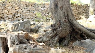 Lun: u posjeti tisućljetnom masliniku, Foto: Luka Stanzl/PIXSELL Lun: u posjeti tisućljetnom masliniku, Foto: Luka Stanzl/PIXSELL