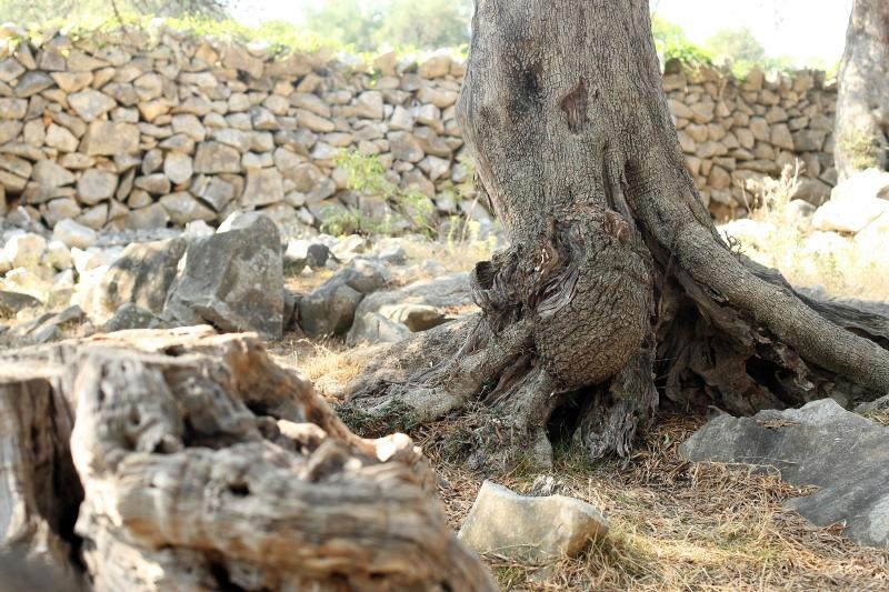 Lun: u posjeti tisućljetnom masliniku, Foto: Luka Stanzl/PIXSELL Lun: u posjeti tisućljetnom masliniku, Foto: Luka Stanzl/PIXSELL