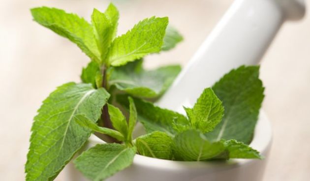 Menta, metvica, foto:savjetnica.com