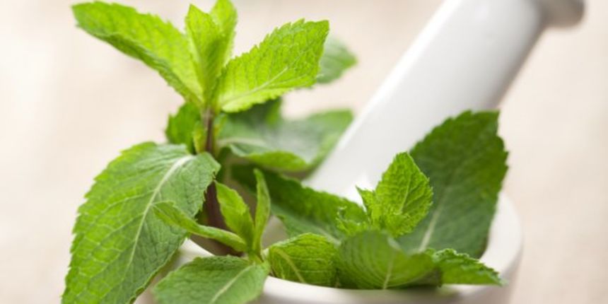 Menta, metvica, foto:savjetnica.com Menta, metvica, foto:savjetnica.com