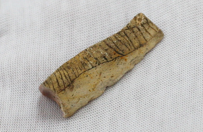 Zadar, 230610.
Na arheoloskom nalazistu u pecini Vlakno na Dugom otoku izmedju ostalih nakitnih predmeta pronadjen je i predmet ukrasen nizom kratkih paralelnih i dva vodoravna ureza za koje se sumnja da su umjetno izradjeni. Star oko 15 000 godina moze Zadar, 230610.
Na arheoloskom nalazistu u pecini Vlakno na Dugom otoku izmedju ostalih nakitnih predmeta pronadjen je i predmet ukrasen nizom kratkih paralelnih i dva vodoravna ureza za koje se sumnja da su umjetno izradjeni. Star oko 15 000 godina moze