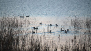 Čarobno jutro na Vranskom jezeru Čarobno jutro na Vranskom jezeru
