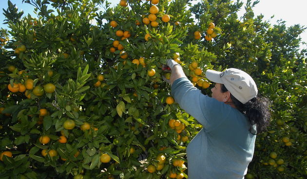 Metkovic, 131012.
Berba nandarina u Dolini neretve na plantazi Zeljke Palinic.
Ove jeseni u Dolini Neretve ubrati ce se 60 tisuca tona ovog voca, od cega ce se vecina izvesti na trziste zemlja EU i Rusije. Ministarstvo poljoprivrede potice otkup mandarine