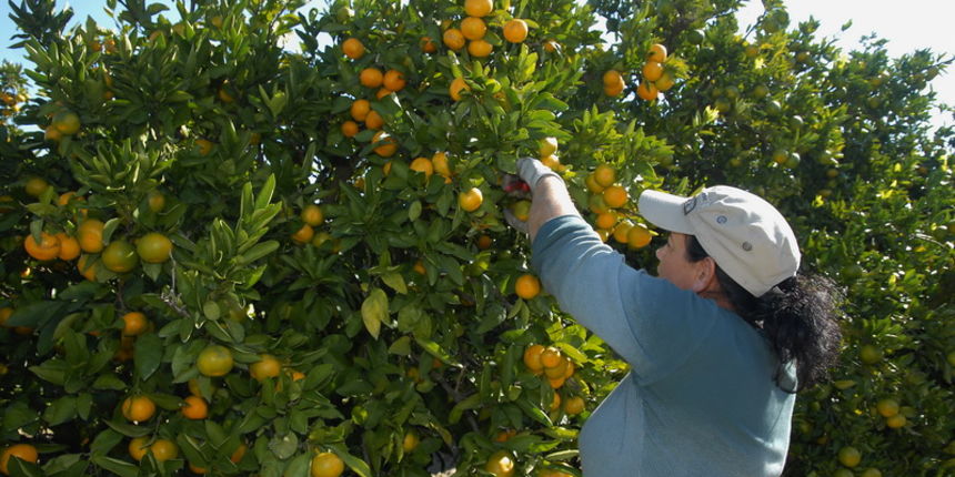 Metkovic, 131012.
Berba nandarina u Dolini neretve na plantazi Zeljke Palinic.
Ove jeseni u Dolini Neretve ubrati ce se 60 tisuca tona ovog voca, od cega ce se vecina izvesti na trziste zemlja EU i Rusije. Ministarstvo poljoprivrede potice otkup mandarine
