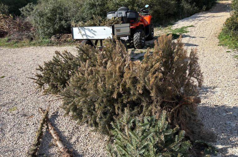 jelke zmirici jelke zmirici