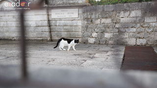 Đir po gradu, ponedjeljak 13. studenog 2023.