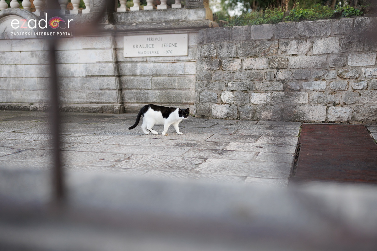Đir po gradu, ponedjeljak 13. studenog 2023.