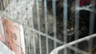 Međunarodna izložba mačaka