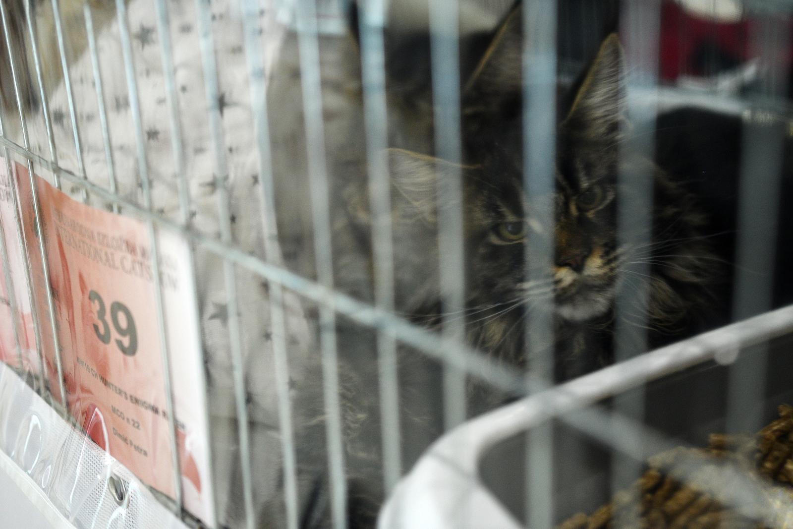 Međunarodna izložba mačaka