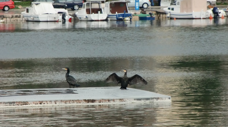 Zadar nakon grmljavinskog nevremena pracenog kisom i krupom 26. studenog, Foto. Mladen Malik