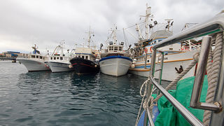 Ribarice u zadarskoj luci, Foto: Leo Banić