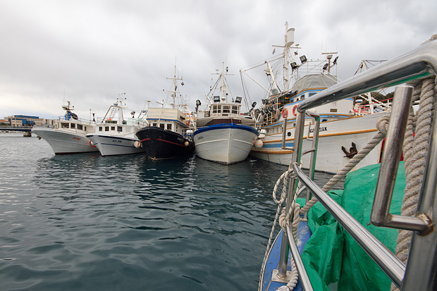 Ribarice u zadarskoj luci, Foto: Leo Banić