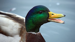 Bled i Bledsko jezero Bled i Bledsko jezero