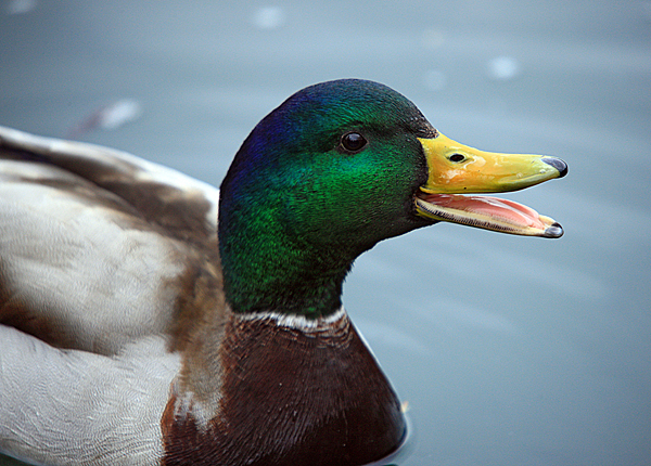 Bled i Bledsko jezero Bled i Bledsko jezero