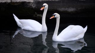 Labudovi pored mosta uveseljavaju Zadrane Labudovi pored mosta uveseljavaju Zadrane