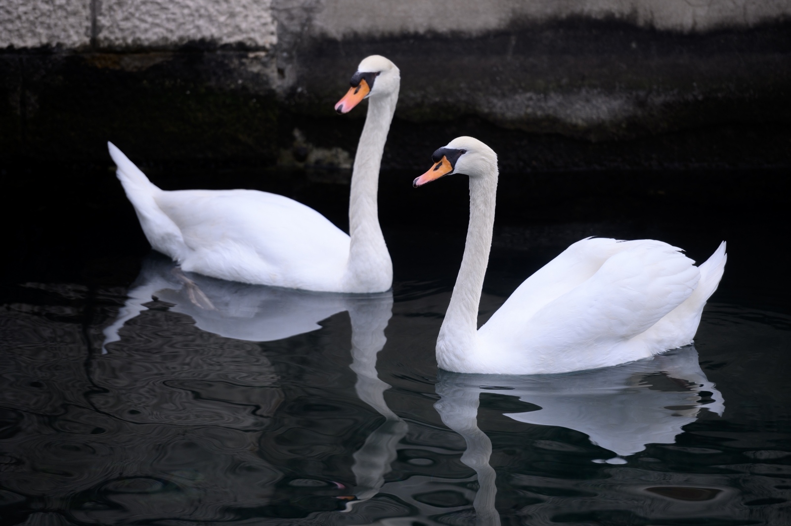 Labudovi pored mosta uveseljavaju Zadrane Labudovi pored mosta uveseljavaju Zadrane