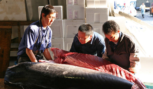 Tunjevina – Japan (Foto: ggpht.com)