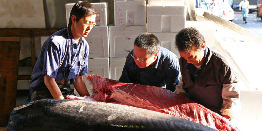 Tunjevina – Japan (Foto: ggpht.com) Tunjevina – Japan (Foto: ggpht.com)