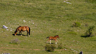 Velebitski divlji konji, Foto: Leo Banić