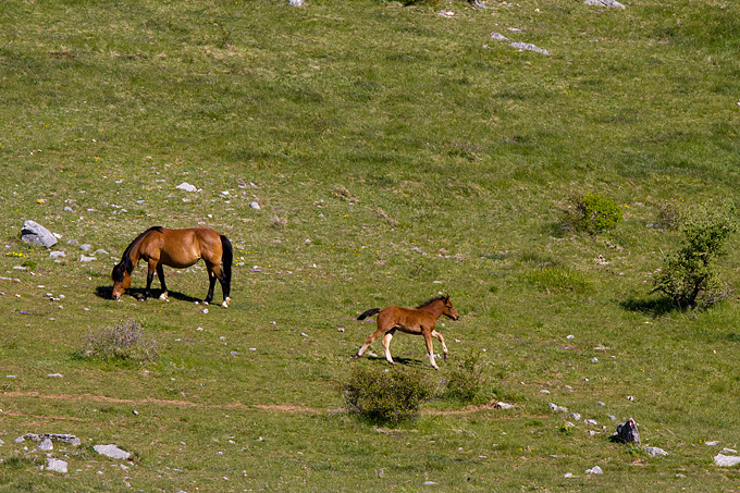 Velebitski divlji konji, Foto: Leo Banić