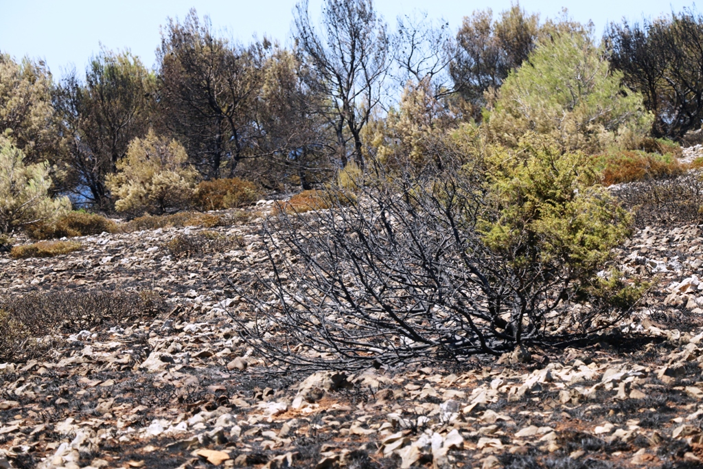 Vir: Požar u Lozicama u potpunosti ugašen Vir: Požar u Lozicama u potpunosti ugašen